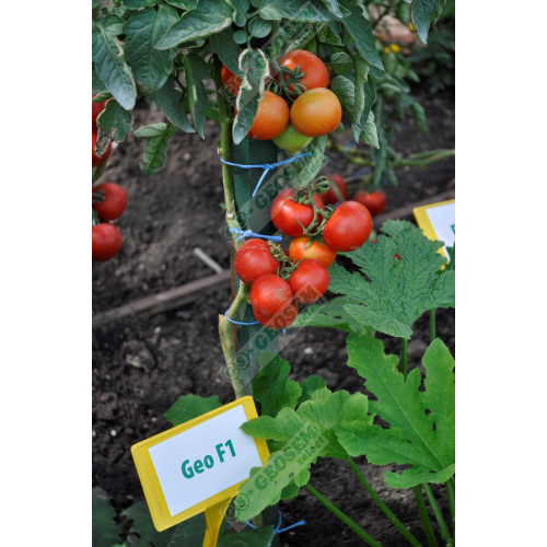 Geo F1 Tomate